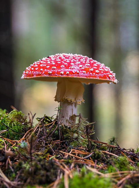 The Shroom Boom: Why Mushrooms Have Become So Popular