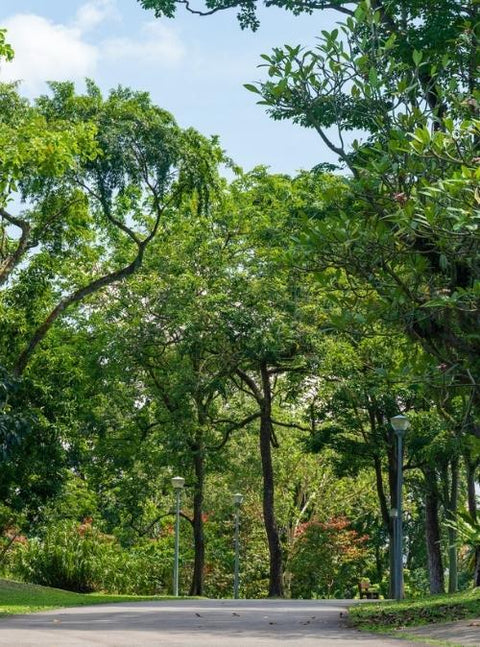 Singapore To Plant 1 Million Trees By 2030