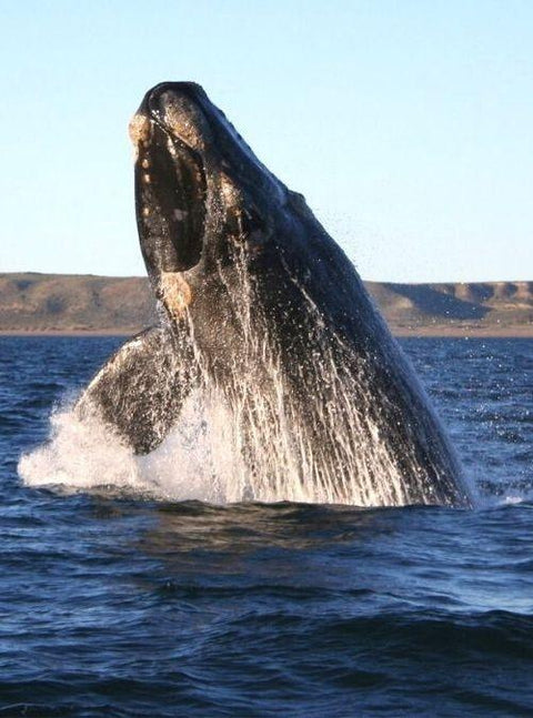 Southern Right Whale Sightings Are Sparking Joy Around Australia!