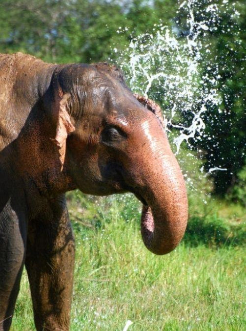 Rare Birth Of Elephant Twins Reported In Sri Lanka