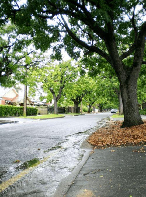 South Australian Study Reveals New Way To Keep Streets Cooler & Greener!