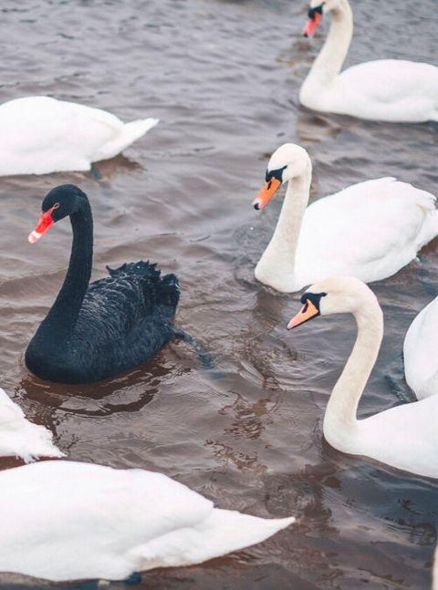 "Swan Man" Saves Swan Eggs From Floods & Foxes!
