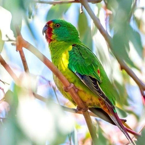New Hope For Critically Endangered Parrot Species