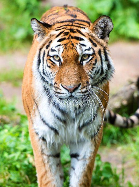World Tiger Day | Are We Saving Tigers From Extinction?