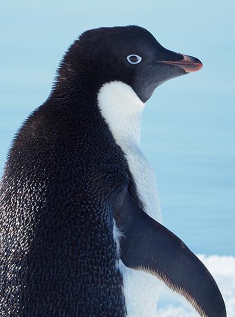 Penguin Awareness Day!