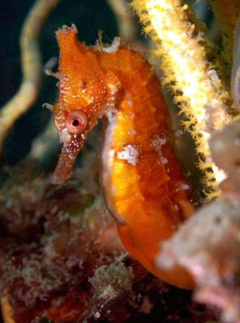Seahorse Recovery Program Releases 140 Seahorses Into Sydney Harbour’s ‘SeaBnBs’