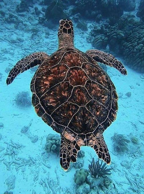 Happy World Sea Turtle Day!