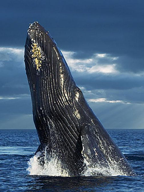 The Rise of Humpback Whales