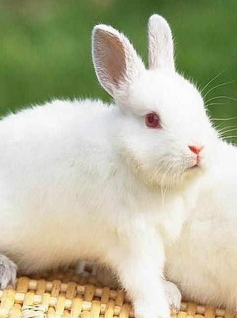 Is Animal Testing a Thing of the Past?