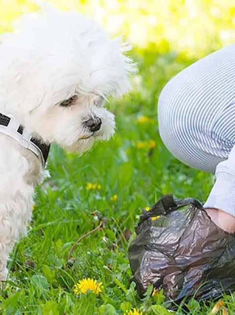 What To Do With Your Pet Poo!