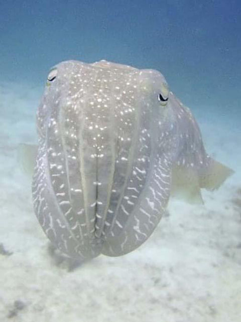 The Superpowers of Cuttlefish