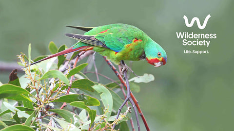 Wilderness Society Swift Parrot Life Support