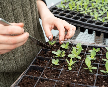 Grow Kits & Planting