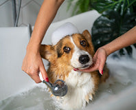 Dog Shampoo