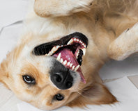 Pet Dental Care