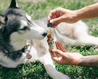 Pet Health & Supplements