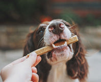 Dog Treats