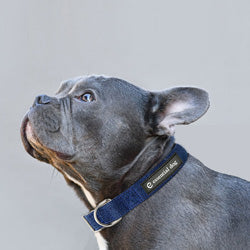 Dog wearing an Essential Dog Collar