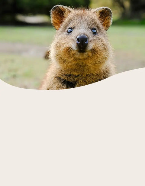 Small quokka with large ears peeking out from behind a white surface.