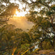 Sunlight filtering through trees in a forest during sunset