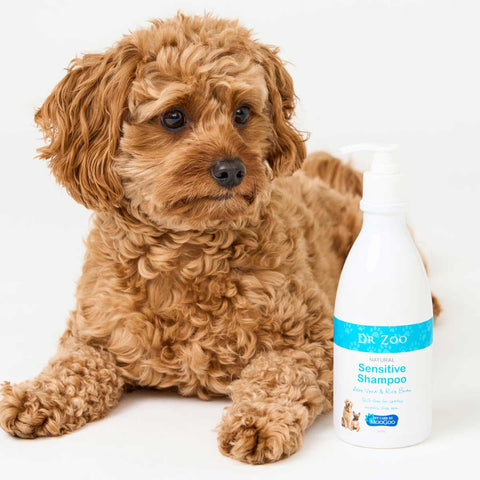 Brown dog sitting next to a bottle of Dr. Zoo Sensitive Shampoo on a white background.
