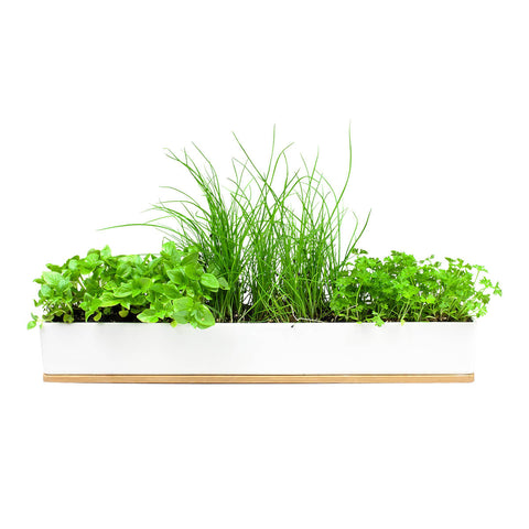 Porcelain planter with micro herbs on a white background.