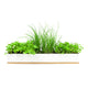 Porcelain planter with micro herbs on a white background.