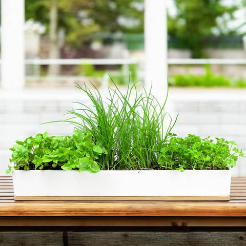 window sill planter indoor Urban Greens Micro Herbs Windowsill Grow Kit