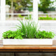 Porcelain planter with micro herbs on a wooden surface.