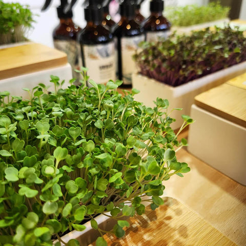 Micro herbs in a planter with bottles in the background.
