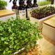 Micro herbs in a planter with bottles in the background.