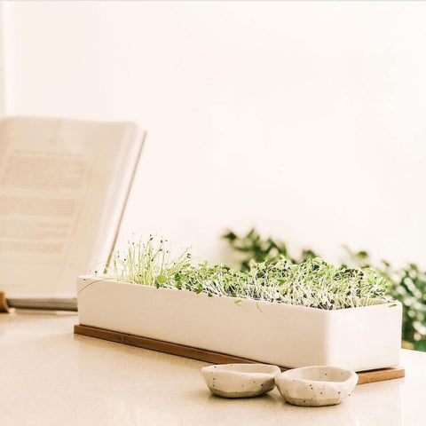 Porcelain planter with micro herbs on a table next to two small bowls.